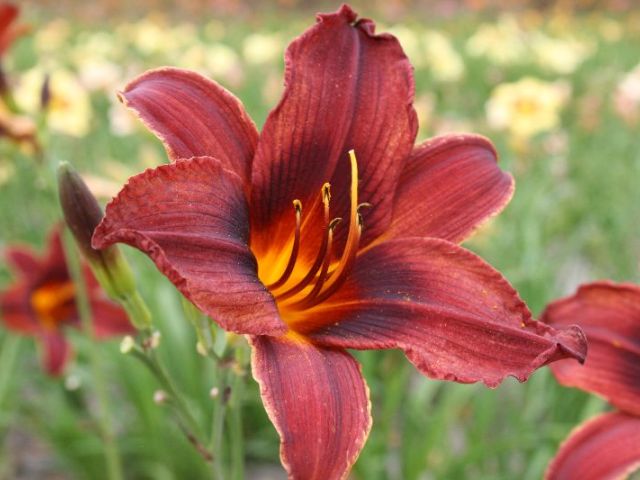 Black Prince