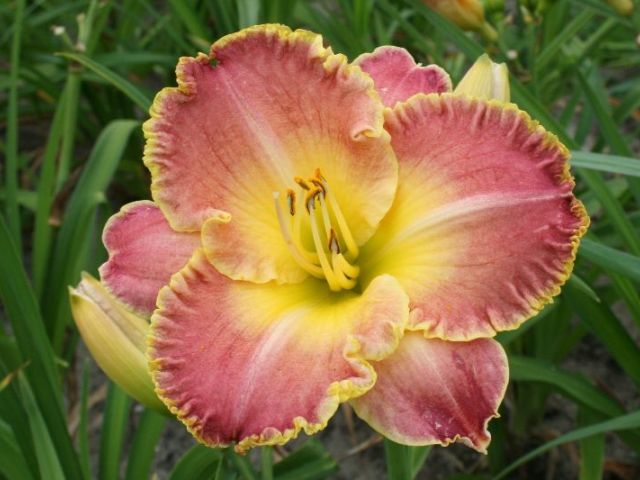 Blushing Ruffles
