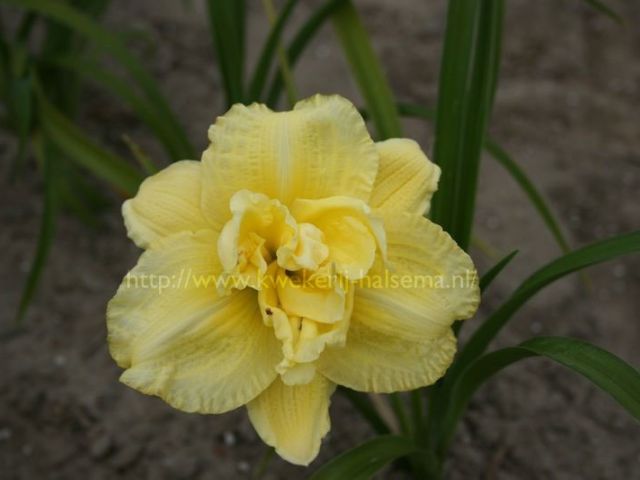 Cabage Flower