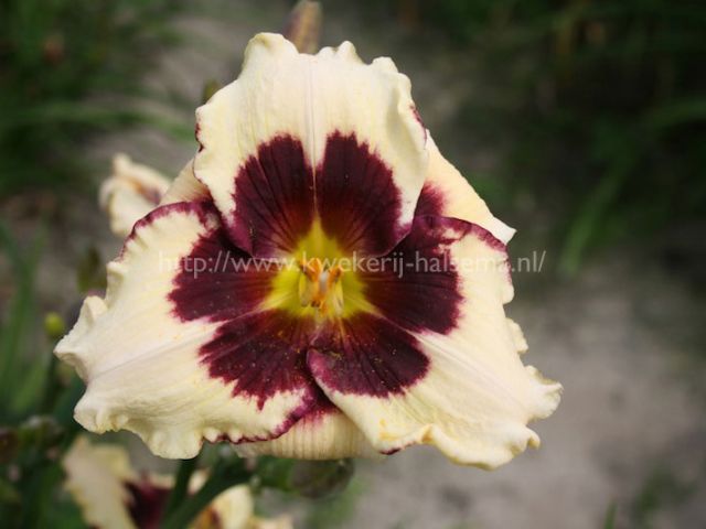 Celebration of Angels