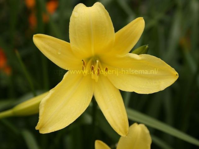 Citrina