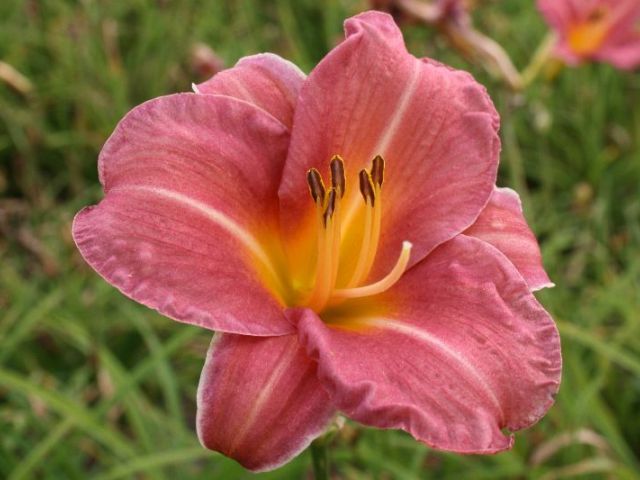 Endlesslily ™ Coral