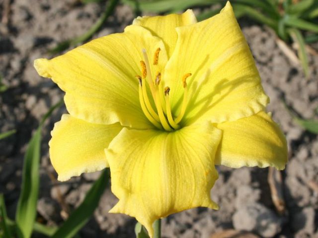 Endlesslily ™ Yellow