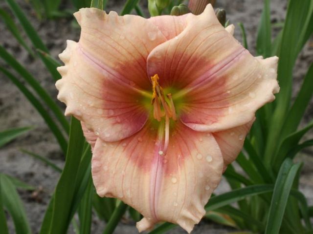 Janice Brown