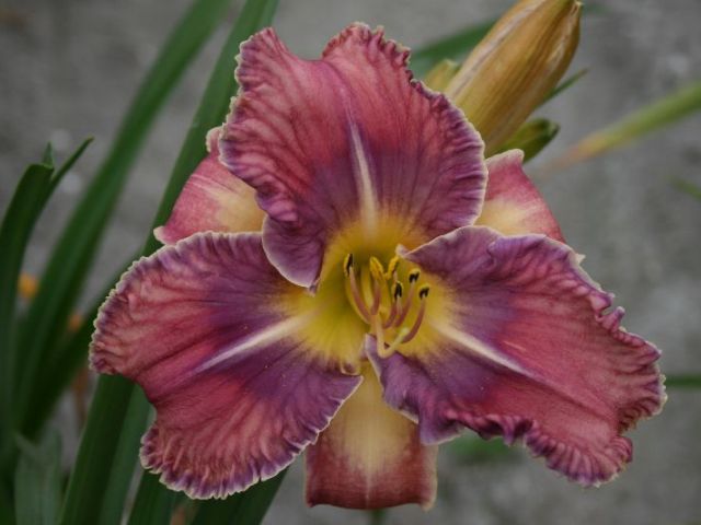 Mildred Mitchell