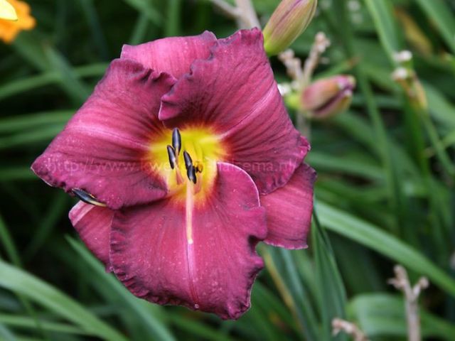 Olive Bailey Langdon