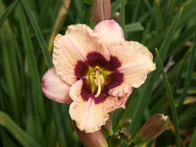 Orchid Candy