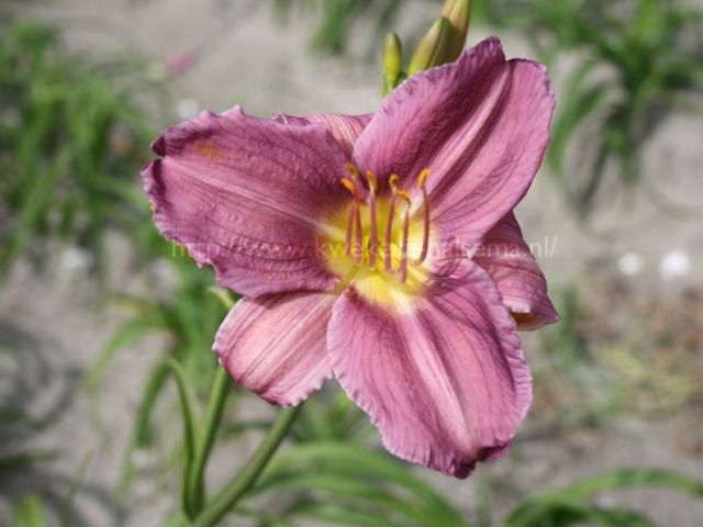 Prairie Blue Eyes