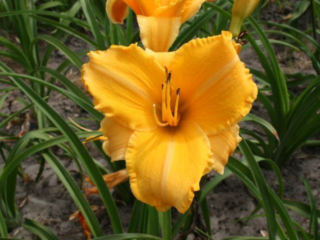 Ruffled Apricot