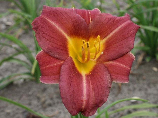 Scarlet Breeze