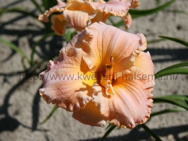 Southern Coral