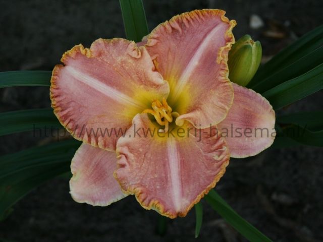 Spacecoast Pink Lady