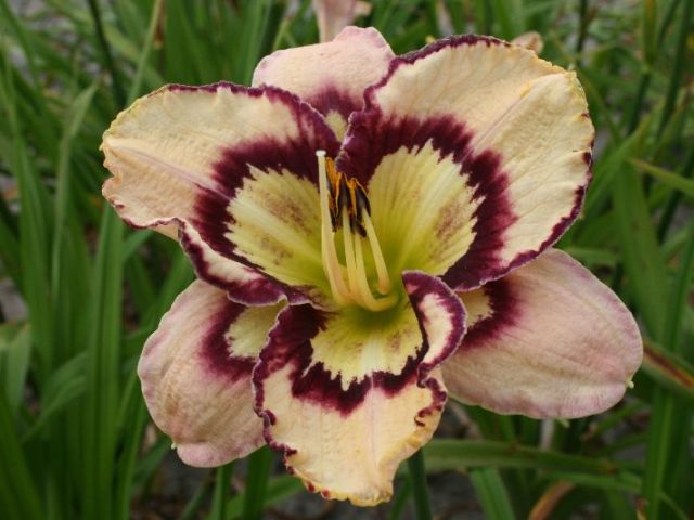 Spacecoast Sea Shells