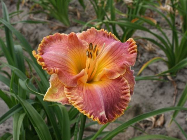 Spacecoast Starburst