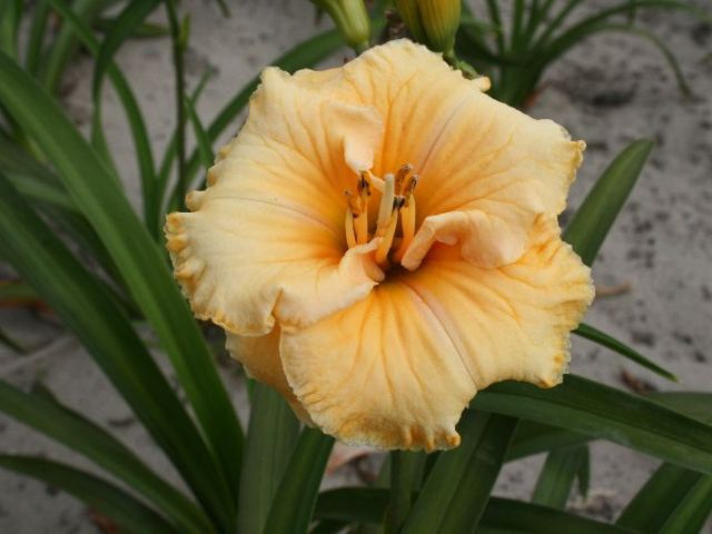 Spacecoast Tiny Perfection