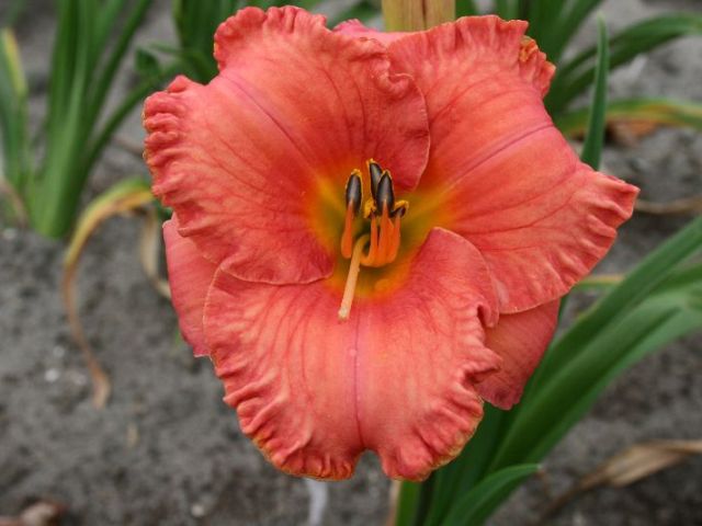 St. Simons Island ™