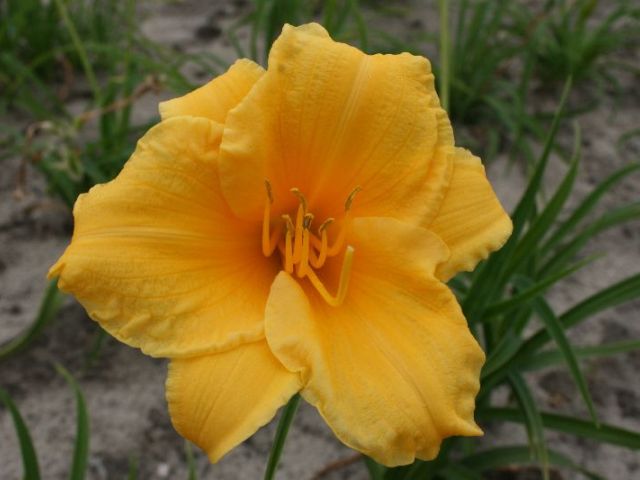 Stella D'oro