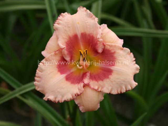 Strawberry Fields Forever