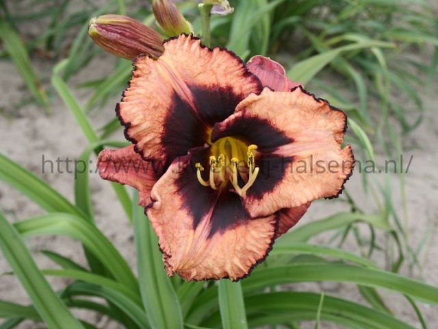 Swashbuckler Bay Boy