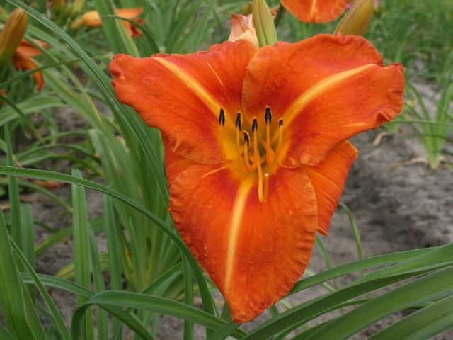 Tuscawilla Tigress