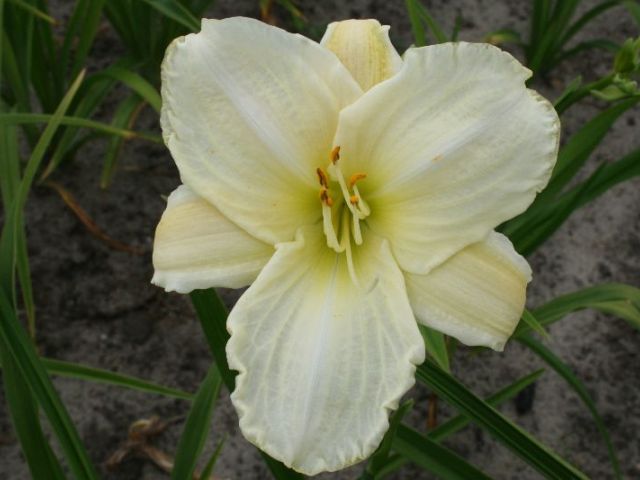 White Temptation