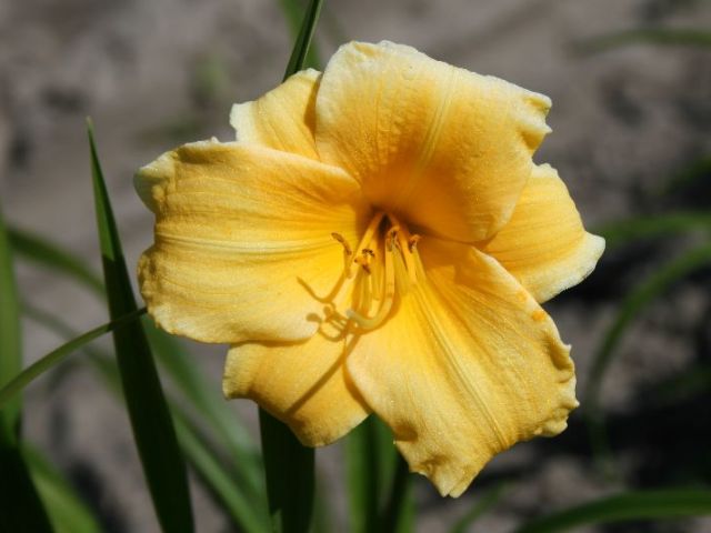 Yellow Lollipop